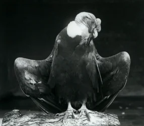 Een Andescondor rustend op een boomstam, London Zoo, 1925