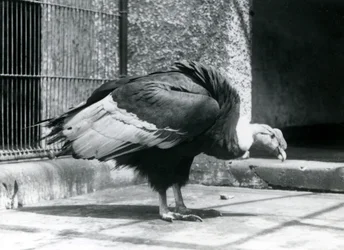 Een Andesgier op de vloer van zijn verblijf in de London Zoo in juli 1925