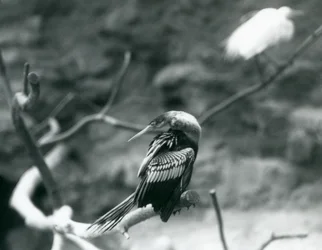 Een AnhingaAmerikaanse SlangenvogelWaterkalkoen zittend op een tak in London Zoo in september 1927