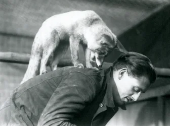 Een Arabische rode vos kijkt over de schouder van verzorger F. Shelley, terwijl hij op zijn rug staat, London Zoo, 1925