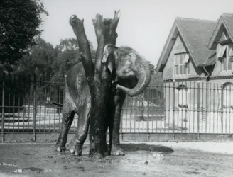 Een Aziatische Olifant die achter zijn oor krabt aan de krabpaal, in zijn omheining, London Zoo