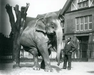 Een Aziatische Olifant die zichzelf krabt tegen een dode boom, terwijl hij op drie poten balanceert, met zijn trainer, Syed Ali, toekijkend, London Zoo