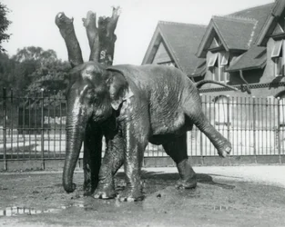 Een Aziatische olifant die zich krabt tegen een dode boom, terwijl hij op drie poten balanceert, London Zoo