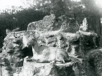 Een Himalaya steenbok rustend op een rotsrichel bij de London Zoo, augustus 1927