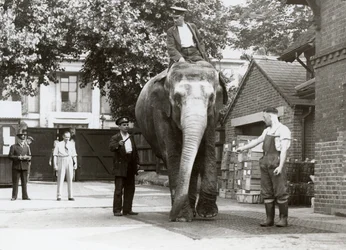 Een Indiase Olifant wordt gewogen door verzorgers in de Londense Dierentuin, augustus 1935