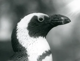 Een volwassen Zwartvoetpinguïn in London Zoo, september 1925