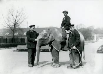 Een baby Indische Olifant met Verzorgers A. Church en H. Robertson in de Londense Zoo, juni 1922