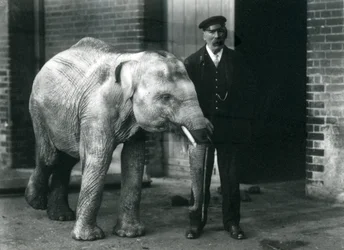 Baby Aziatische Olifant met verzorger Charles Eyles, London Zoo, november 1915