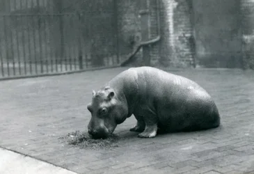 Baby nijlpaard 