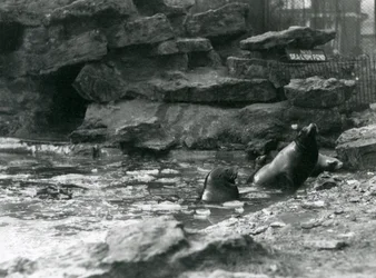 Californische zeeleeuwen met ijs op hun zwembad, London Zoo