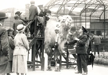 Kameelrijden met verzorger H. Warwick