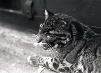 Nevelpanter, 1922