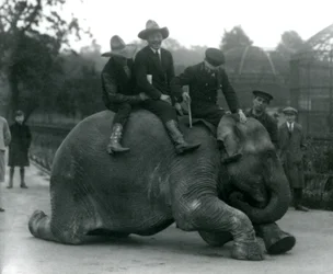 Cowboys en trainer met vrouwelijke Indische olifant Sundermalah tijdens een bezoek aan de London Zoo