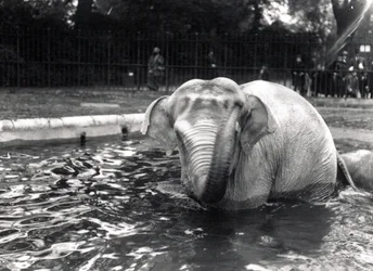 Olifant in bad