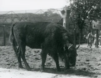 Europese Bison Julia etend van het gras in haar verblijf, London Zoo, 12 augustus 1926