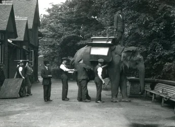 Vrouwelijke Aziatische olifant 