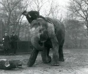 Vrouwelijke Aziatische olifant, 