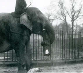 Vrouwelijke Aziatische olifant, 