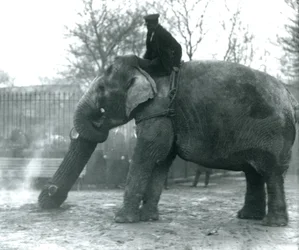 Vrouwelijke Aziatische olifant, 