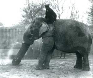 Vrouwelijke Aziatische Olifant, Indiarani, verplaatst hout met haar slurf, terwijl haar verzorger op haar rug zit en haar aanstuurt, London Zoo