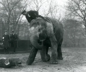 Vrouwelijke Aziatische olifant, Indiarani, verplaatst hout met haar slurf, terwijl haar verzorger op haar rug zit en haar dirigeert en twee andere mensen toekijken, London Zoo, 1925