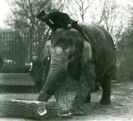 Vrouwelijke Aziatische olifant, Indiarani, verplaatst hout met haar slurf, terwijl haar verzorger op haar rug zit en haar aanstuurt, London Zoo, 1925