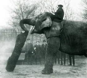 Vrouwelijke Aziatische olifant, Indiarani, verplaatst hout met haar slurf, terwijl haar verzorger op haar rug zit en haar aanstuurt, London Zoo, 1925