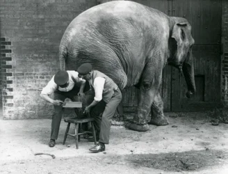 Vrouwelijke Aziatische olifant Sundermalah krijgt haar voeten verzorgd door haar verzorgers in de London Zoo, augustus 1926