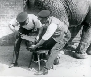 Vrouwelijke Aziatische olifant Sundermalah krijgt haar voeten verzorgd door haar verzorgers in de London Zoo, augustus 1926