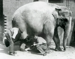 Vrouwelijke Aziatische olifant Sundermalah krijgt haar voeten verzorgd door haar verzorgers in de London Zoo, augustus 1926