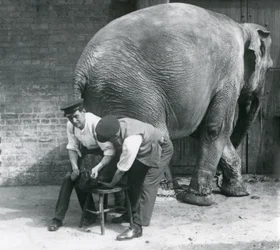 Vrouwelijke Aziatische olifant krijgt haar voeten verzorgd door haar verzorgers in de London Zoo, augustus 1926