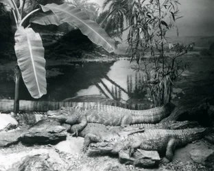 Vier alligators, in een panoramische setting met een bananenboom, in de London Zoo in 1929