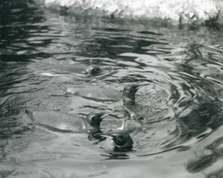 Vier koningspinguïns zwemmend in hun zwembad in de London Zoo, juni 1927