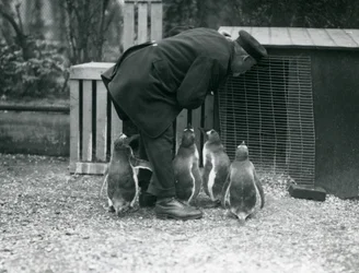 Gentoo-pinguïns met verzorger Albert White, London Zoo, c.1914