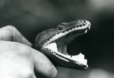 Hoofd van een Smaragdboomboa, met zijn mond open, vastgehouden bij de nek door zijn verzorger, London Zoo