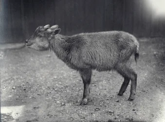 Himalaya Goral in de London Zoo, 1914