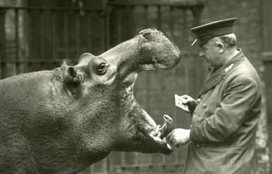 Nijlpaard Bobbie met verzorger Ernie Bowman, London Zoo, 1927