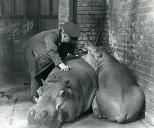 Nijlpaarden Joan en Jimmy in London Zoo in 1927