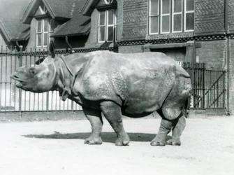 Indische neushoorn Felix in zijn verblijf in de London Zoo, 1927