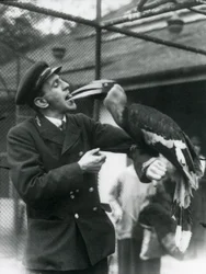Verzorger T. Raggett voedt een Grote Indische Neushoornvogel met een vrucht in zijn mond. London Zoo 1924