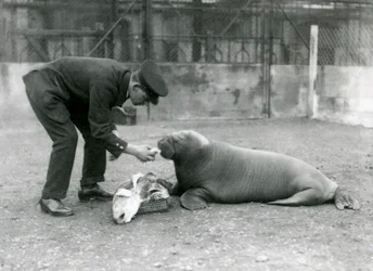 Verzorger Arthur Chandler voert vis aan een jonge walrus, London Zoo, 1924