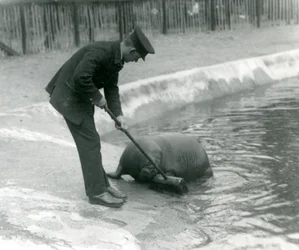 Verzorger Arthur Chandler veegt het walrusbad, London Zoo