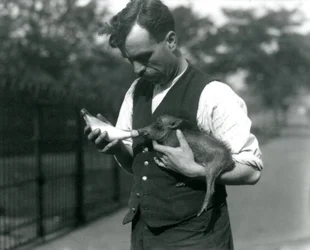Verzorger Harry Warwick voedt een baby wrattenzwijn met de fles in de Londense Zoo, in augustus 1922