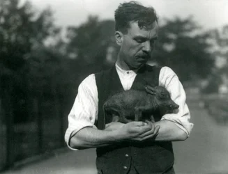Verzorger Harry Warwick wiegt een baby wrattenzwijn in zijn armen in de London Zoo, augustus 1922