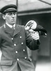 Verzorger, Thomas Raggett, houdt een roodbektoekan met een ei in zijn bek in London Zoo in 1924