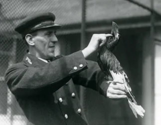 Verzorger Thomas Raggett aait een Grote Indische Neushoornvogel onder zijn snavel, London Zoo