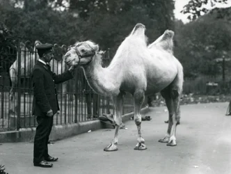 Keeper W. Styles met een Bactrische kameel in de dierentuin van Londen, juli 1914
