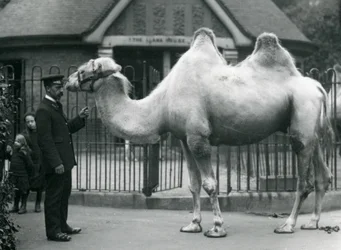 Beheerder W. Styles, met een Bactrische kameel, buiten het Llama House in de dierentuin van Londen, juli 1914
