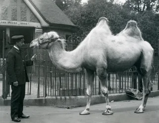 Beheerder W. Styles, met een Bactrische Kameel, buiten het Lama Huis in de Dierentuin van Londen, juli 1914
