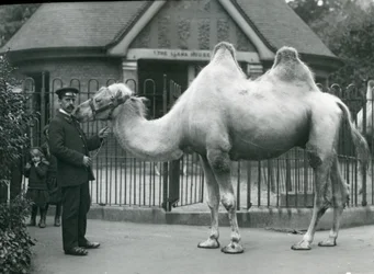 Keeper W. Styles, met een Bactrische kameel, buiten het Llama House in de dierentuin van Londen, juli 1914